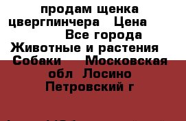 продам щенка цвергпинчера › Цена ­ 15 000 - Все города Животные и растения » Собаки   . Московская обл.,Лосино-Петровский г.